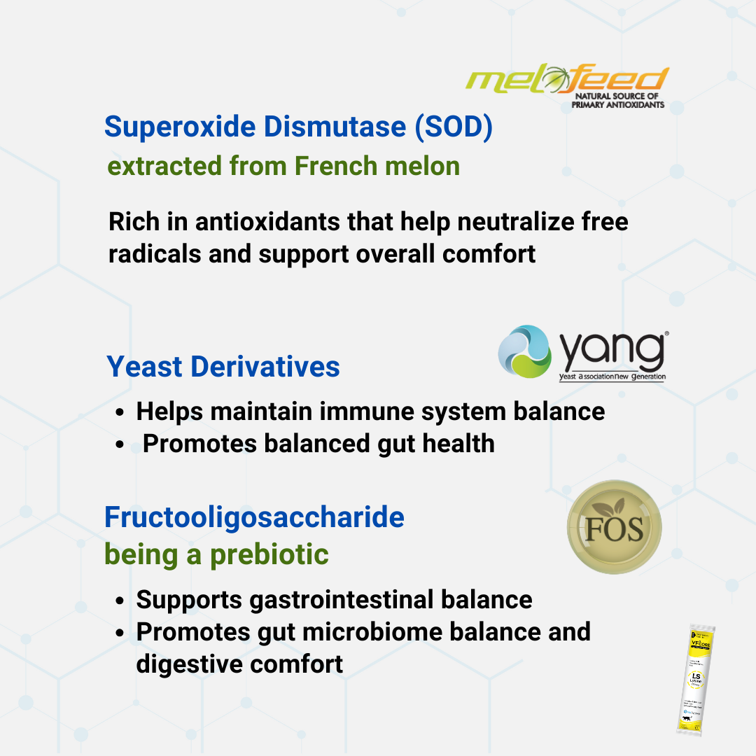 VF⁺Core LS Lysine immune /Cat Flu